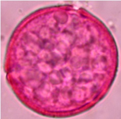 juglna sno aceto 4